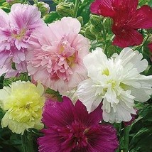 FA Store 50 Seeds Hollyhock Summer Carnival Mixed Colors Biennial Plant Spring / - £7.93 GBP