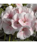 SRN 10 Geranium Seeds Flowers Perennial Flower Seed Pollinator Pink Whit... - $444.56 MXN