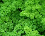 500 Moss Curled Parsley Seeds High Yielding Strain  Subtly Flavored Fres... - £7.22 GBP