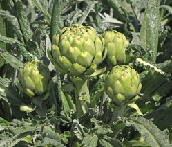 15 SEEDS GREEN GLOBE ARTICHOKE FAST PLANT HEIRLOOMS PERFECT FOR ANY GARDEN - £6.44 GBP