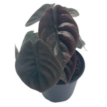 Alocasia Cuprea, Jewel Alocasia, Red Secret, 4 inch, Mirror Plant, Rare - £21.89 GBP