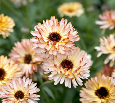 USA Non GMO 50 Seeds Calendula Sunset Buff Pink Double Blooms Bi-Colored Heirloo - £7.17 GBP