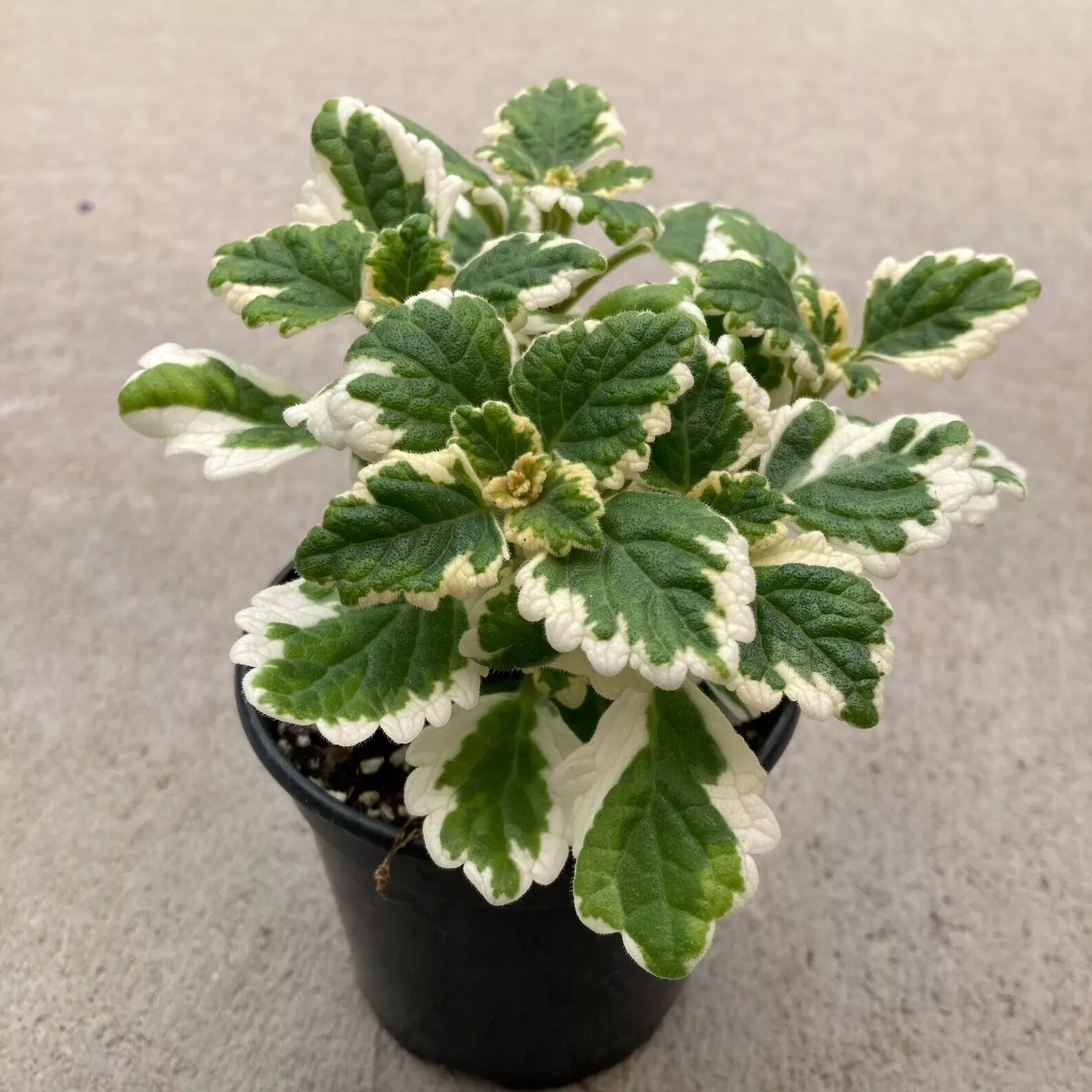 Swedish Ivy Variegated whorle Plectranthus coleoides Creeping Live plant... - $14.00