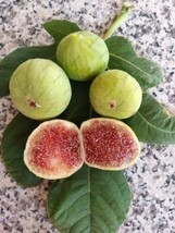 3 live cuttings - Ficus carica (Common fig) - zu peppe - £8.64 GBP