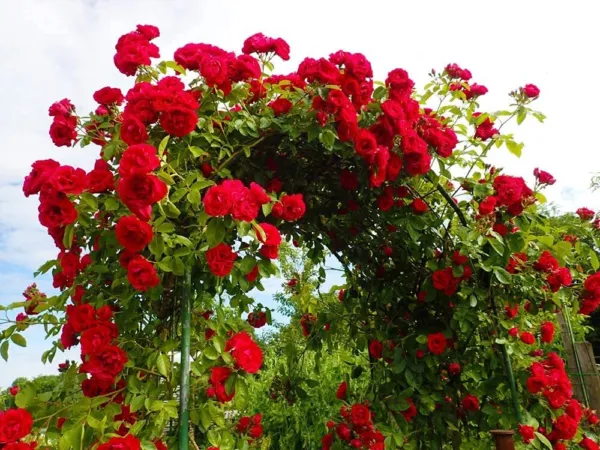 Fresh 100 Climbing Rose Vine Seeds Amazing Growth And Beautiful Roses Great For  - £15.11 GBP
