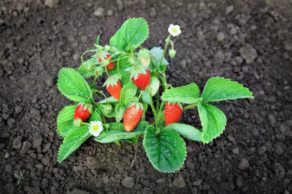 60 Ruegen Strawberry Everbearing Alpine Fragaria Vesca Red Berry Fruit Seeds Fre - £7.86 GBP