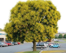 Koelreuteria Paniculata (Golden Rain Tree) 10 seeds - £1.01 GBP