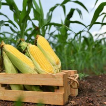 Fresh New 50 Yellow Jubilee Corn Sweet Corn Zea Mays Vegetable Seeds USA... - $14.90