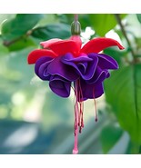 200 Seeds Loss Promotion!Purple Double Petals Fuchsia Flores Bonsai Pott... - $332.11 MXN