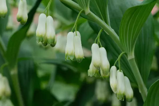 SYST Solomon&#39;s Seal Polygonatum Bi florum NON GMO 10 Seeds  - £6.73 GBP