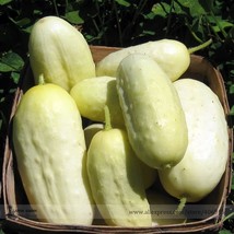 Miniature Sweet White Cucumber Cucumis Sativus Seeds Pack 10 Seeds Tasty Fragran - £9.30 GBP