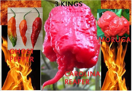 COMBO PACK Ghost pepper Carolina Reaper Trinidad Moruga Scorpion Hot chili seeds - £6.89 GBP