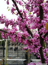 2 year old plant 14-18 inches high Eastern Redbud tree (Cercis canadensis)  - £61.68 GBP