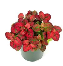 FREE SHIPPING Hypoestes Red Splash Live Potted House Plants Air Purifyin... - £18.87 GBP