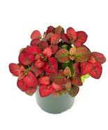 FREE SHIPPING Hypoestes Red Splash Live Potted House Plants Air Purifyin... - £19.01 GBP