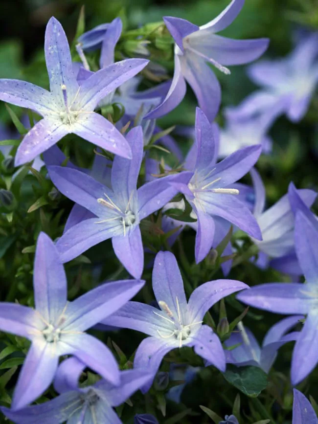 Sun campanula BLUE WATERFALLS unique Bellflower 2.5&quot; pot Live Potted Plant - $18.68