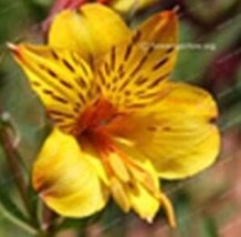 Alstroemeria Peruvian Lily Seeds Yellow Flowers With Few Black Stripes Garden US - £15.92 GBP