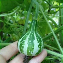 Heirloom Miniature Tennessee Dancing Spinner Gourd Cucurbita Pepo - 10 Seeds - $5.85