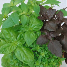 Basil Culinary Blend Mixed Seeds Kitchen Garden Herbs Cooking Nongmo 200 Seeds - £9.57 GBP
