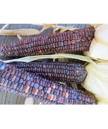 Santo Domingo Flint Corn - grown along the Northern Rio Grande - $100.49 MXN