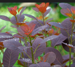  Purple Smoke Tree Shrub 30 Seeds - £7.98 GBP