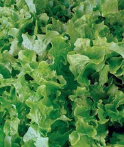 Lettuce Seeds, Salad Bowl Leaf Lettuce, NON-GMO Seed, Heirloom Seed, 100... - $3.18