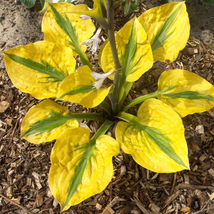 3 Hosta - Glad Rags Bareroots/Divisions For Gardening - $46.99