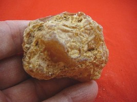 (k-3111) 45 g Rare Kauri tree Gum copal young Amber New Zealand Tane Mahuta - $38.39