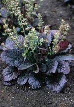OKB 35 Lyre Leaved Sage ‘Purple Knockout’ Seeds - Salvia Lyrata - Burgun... - $12.85