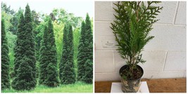 Thuja Green Giant Arborvitae - Live Plant - 24-36&quot; Tall - Trade Gallon Pot - H03 - £100.71 GBP