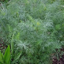 SD Dukat Dill Seeds 500 Seeds Heirloom Non-Gmo 1146 Fast Grow - $173.81 MXN