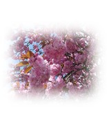 SPRING Equinox Supreme Power Spell For Important Wishes! - $3,681.01 MXN SPRING Equinox Supreme Power Spell For Important Wishes! - $3,681.01 MXN