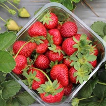 25 Strawberry Plants Camarosa June Bearing Strawberry Plants, Bare Root - $47.99