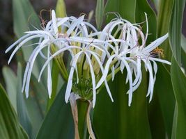 White Spider Crinum Lily Amoenum - Giant Flowering - Live Rooted Starter Plant - £3.92 GBP