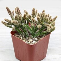 Cactus Plant - Rhipsalis Baccifera : Mouse Tail Cactus - In 2&quot; Pot - $124.22 MXN