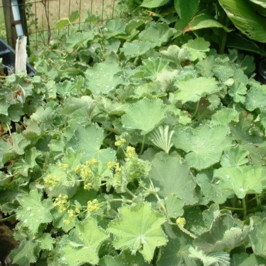 Lady&#39;s Mantle SEEDS (Alchemilla Vulgaris) - $10.62