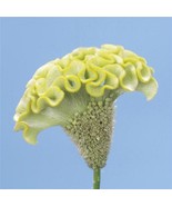 CELOSIA SEEDS 25 PELLETED SEEDS CELOSIA SPRING GREEN    - £19.81 GBP