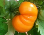 50 Goldie Tomato Seeds Heirloom Fast Shipping - £7.20 GBP