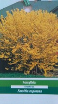 Forsythia Flowering 2&#39;-4&#39; Tree Plants Plant Live Trees Landscape Flowers NOW - £61.84 GBP