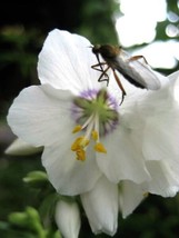 50 White Polemonium Caeruleum Jacob&#39;S Ladder Flower Seeds   - $17.00