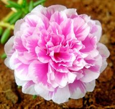 Fresh 3500+ Moss Rose Portulaca Grandiflora Succulent Seeds - $4.00