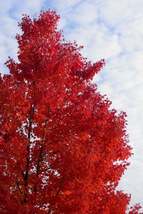 Red Maple Tree quart pot image 3