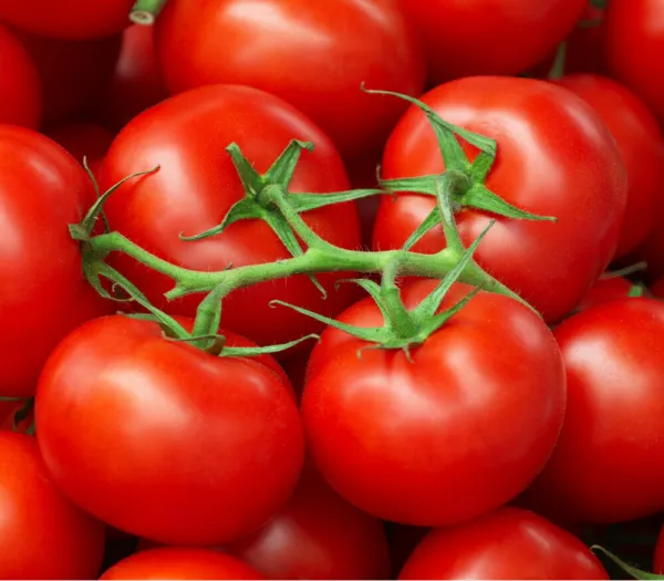 50 Calypso Tomato Seeds Heirloom Non-Gmo Harvest Fresh New - £4.66 GBP