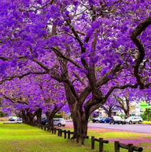 Purple Jacaranda Mimosifolia Tree Shrub, 20 Seeds - £11.24 GBP