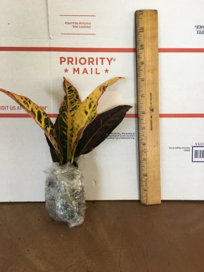 Croton Petra - $25.92