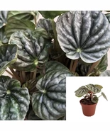 Peperomia Gray Luna 4Inches Pot Plant Peperomia Caperata Black Live Plant - $18.80