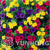 Mini Calibrchoa Million Bells Annual Flower Bonsai Vary Colors 100PCS Au... - $4.68