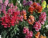 2000 Northern Lights Mix Snapdragon Linaria Maroccana Flower Seeds Fresh... - $13.60