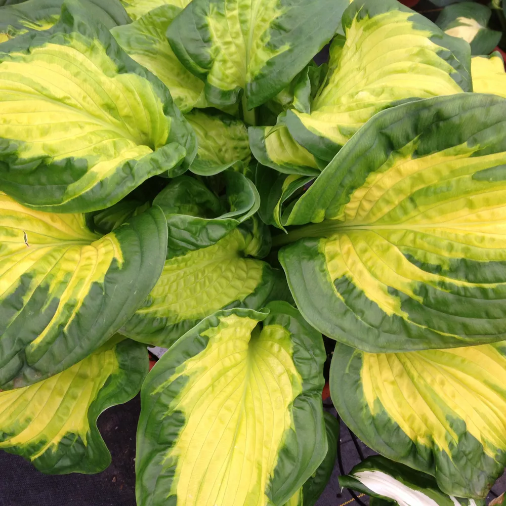 Hosta Etched Glass Medium New Fragrant Healthy 2.5 Inch Pot  - $29.20