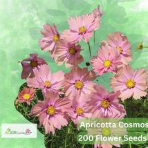 200 Apricotta Cosmos Seeds – Soft Apricot Pink Blooms – Cut Flower - $16.45 CAD